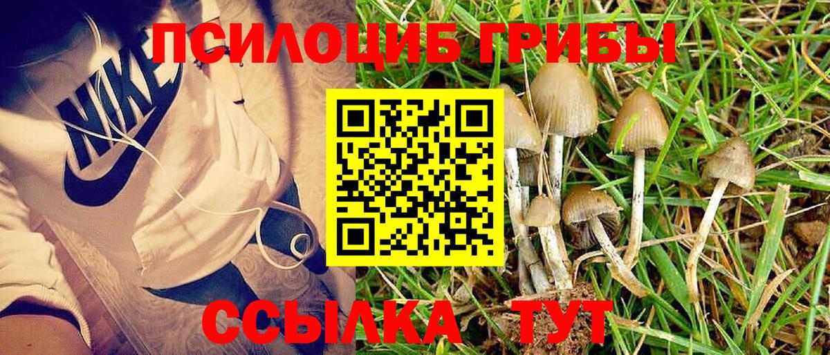 Псилоцибиновые грибы GOLDEN TEACHER  купить   Назрань  Вход с VPN 